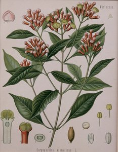 Caryophyllus Aromaticus (nejlika) av German School