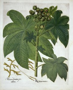 Castor Oil Plant, från Hortus Eystettensis, av Basil Besler (1561-1629) pub. 1613 av German School