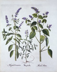 Catmintand Catnip, från Hortus Eystettensis, av Basil Besler (1561-1629), pub. 1613 (handfärgad gravyr) av German School