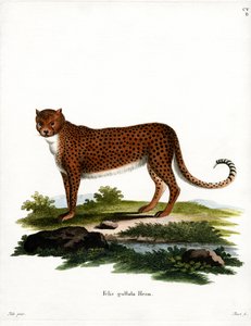 Cheetah (färgad gravyr) av German School