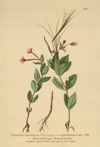 Fågelört (Epilobium alsinefolium, Epilobium origanifolium) av German School