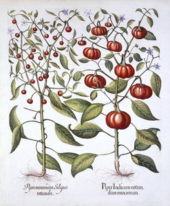 Chili Pepper [Nightshade Family], från Hortus Eystettensis, av Basil Besler (1561-1629), pub. 1613 (handfärgad gravyr) av German School