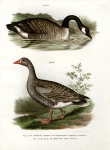 Kinesisk gås, 1864 av German School