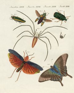 kinesiska insekter av German School