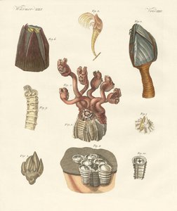 Cirrhipodas, Borstmaskar eller Brachiopoder (färgad gravyr) av German School