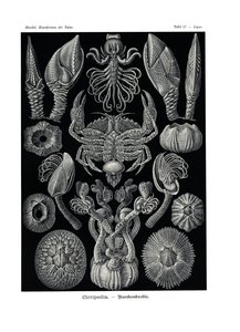 Cirripedia, 1899-1904 av German School