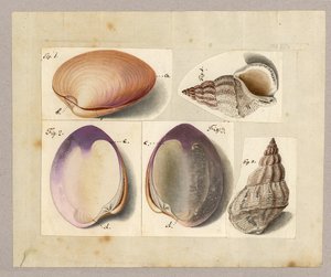 Mussla och havssnigel: Venus Mercenaria Linnaei, Buccino glacioli Linnaei, 1785 (wc på papper) av German School
