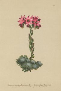 Cobweb Houseleek (Sempervivum arachnoideum, Sedum arachnoideum, Sempervivum sanguineum) av German School
