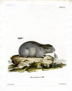 Collared Lemming (färgad gravyr) av German School