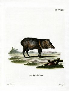 Peccary med krage av German School