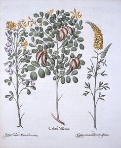 Colutea Tree and Cytisus Varieties, från Hortus Eystettensis, av Basil Besler (1561-1629), pub. 1613 (handfärgad gravyr) av German School