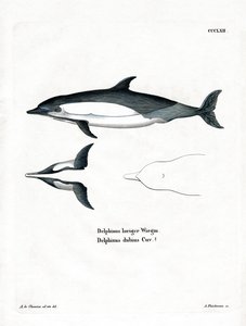 Vanlig delfin (färgad gravyr) av German School