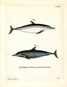 Vanlig delfin (färgad gravyr) av German School