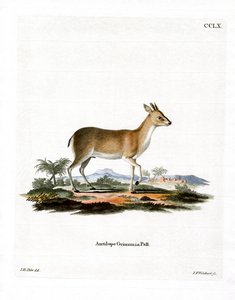 Common Duiker (färgad gravyr) av German School