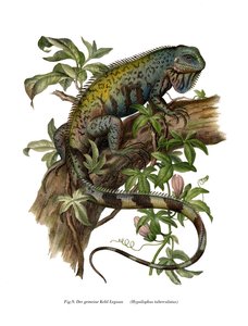 Vanlig leguan (färg litho) av German School