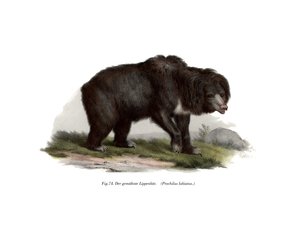 Vanlig indisk sengångsbjörn, 1860 av German School