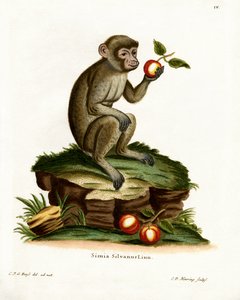 Vanlig makak (färgad gravyr) av German School