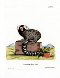 Vanlig silkesapa (färgad gravyr) av German School