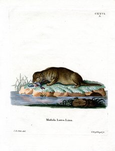 Common Otter (färgad gravyr) av German School