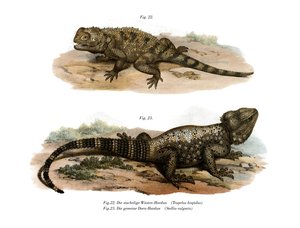 Vanlig Spiny Agama (färg litho) av German School