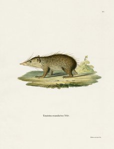 Common Tenrec (färgad gravyr) av German School