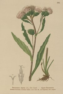 Vanlig sågört (Saussurea alpina) av German School