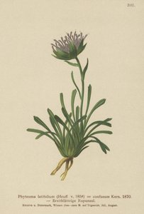 Förvirrad Rampion (Phyteuma confusum, Phyteuma latifolium, Phyteuma hemisphaericum av German School