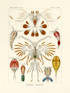 Copepoda, 1899-1904 av German School