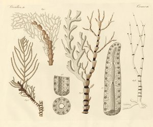 Korallpolyper (färgad gravyr) av German School
