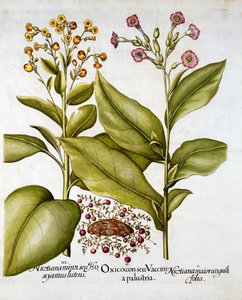Tranbär och blommande tobak, från Hortus Eystettensis, av Basil Besler (1561-1629), pub. 1613 (handfärgad gravyr) av German School