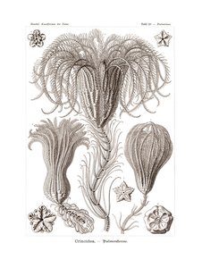 Crinoidea, 1899-1904 av German School