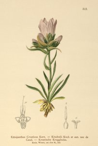 Kroatisk gräsklocka (Edrajanthus Croaticus, Edraianthus croaticus, Edraianthus Kitaibellii, Edraianthus graminifolius, Edraianthus albanicus, Wahlenbergia graminifolia) av German School