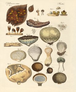 Kryptogram växter (färgad gravyr) av German School