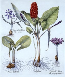 Cuckoo Pint, Spring Meadow Saffron, Star Hyacinth, från Hortus Eystettensis, av Basil Besler (1561-1629), pub. 1613 (handfärgad gravyr) av German School