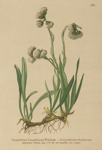 Cudweed (Gnaphalium Carpathicum) av German School