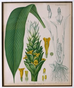 Curcuma longa (gurkmeja) från Kohlers Medicinal Plants av Franz Eugen Kohler av German School