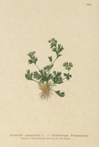 Klippbladig dammantel (Alchemilla pentaphylla) av German School