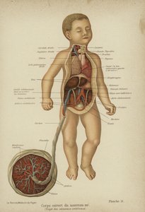 Utskuret diagram som visar de inre organen hos ett nyfött barn och dess navelsträng (färg litho) av German School
