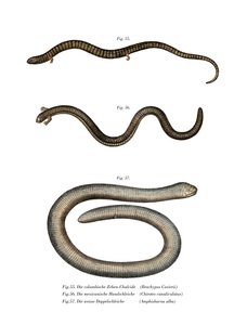 Chubiers Bachia (Kalor Litho) av German School