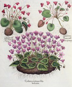 Cyclamen: 1. Cyclamen serotinus med murgrönablad; 2. Cyclaminus rotad längre än Chamberlains; 3. Cyclamen vulgare Panis porcinus, från Hortus Eystettensis av Basil Besler (1561-1629), pub. 1613 (eng av German School