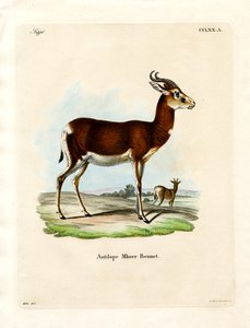 Dama Gazelle (färgad gravyr) av German School