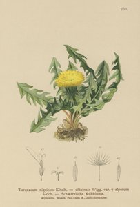 Maskros (Taraxacum nigricans, Taraxacum officinale var. Alpinum) av German School