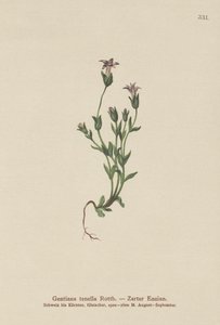 Dansk dvärggentiana (Gentiana tenella, Gentianella tenella, Comastoma tenellum) av German School