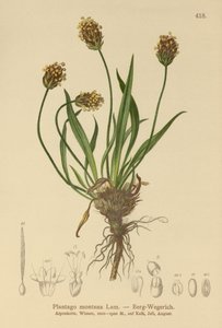 Mörk groblad (Plantago atrata, Plantago montana) av German School