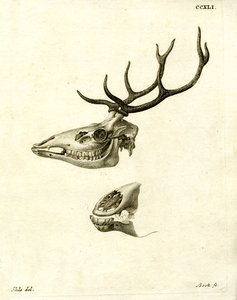 Hjorthorn (färgad gravyr) av German School