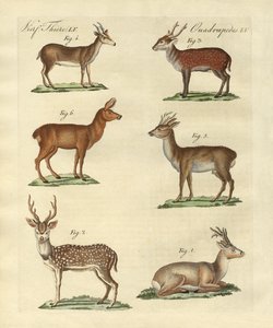 Rådjur och fawns av German School