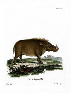 Desert Warthog (färgad gravyr) av German School