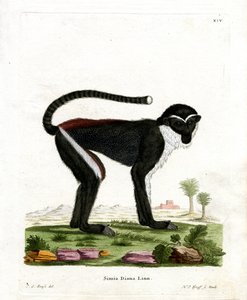 Diana Monkey (färgad gravyr) av German School