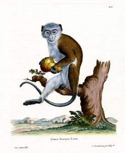 Diana Monkey (färgad gravyr) av German School