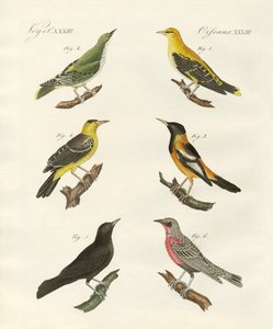 Olika sorters gyllene oriole av German School